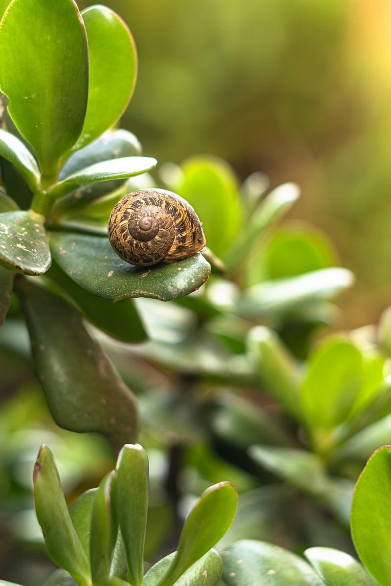 Garden Image
