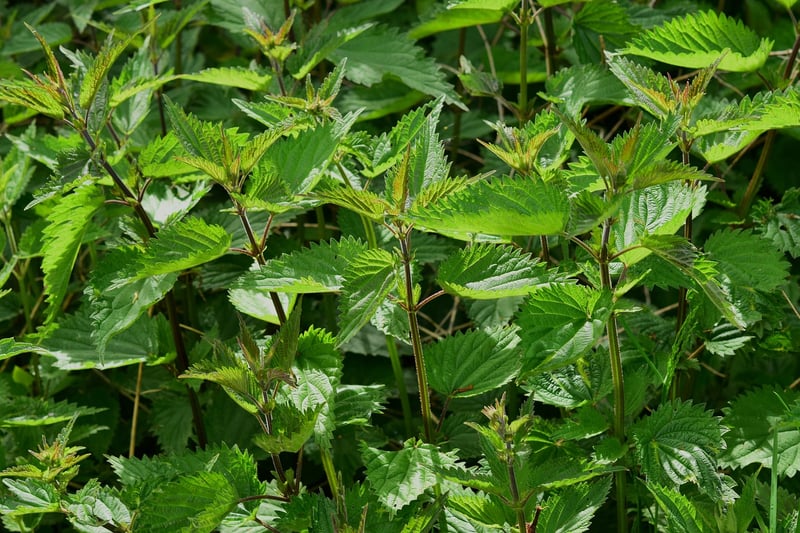 Herb Wall Garden