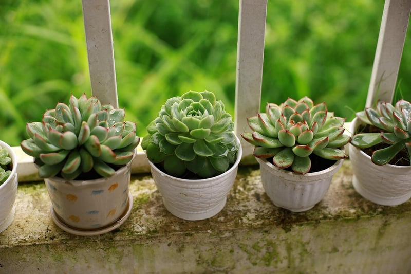 Hanging Mason Jar Planters