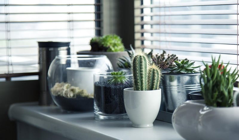 Succulent Wall Display
